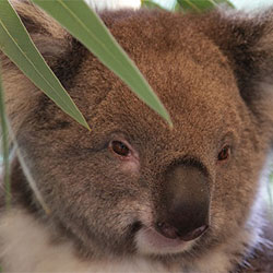 photo of a koala sleeping.